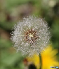 もうすぐ飛びます