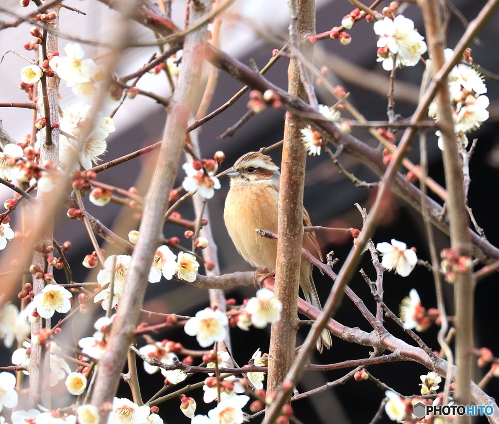 梅と鳥さん（枝被り） 2000枚目