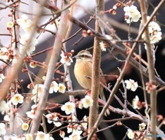 梅と鳥さん（枝被り） 2000枚目