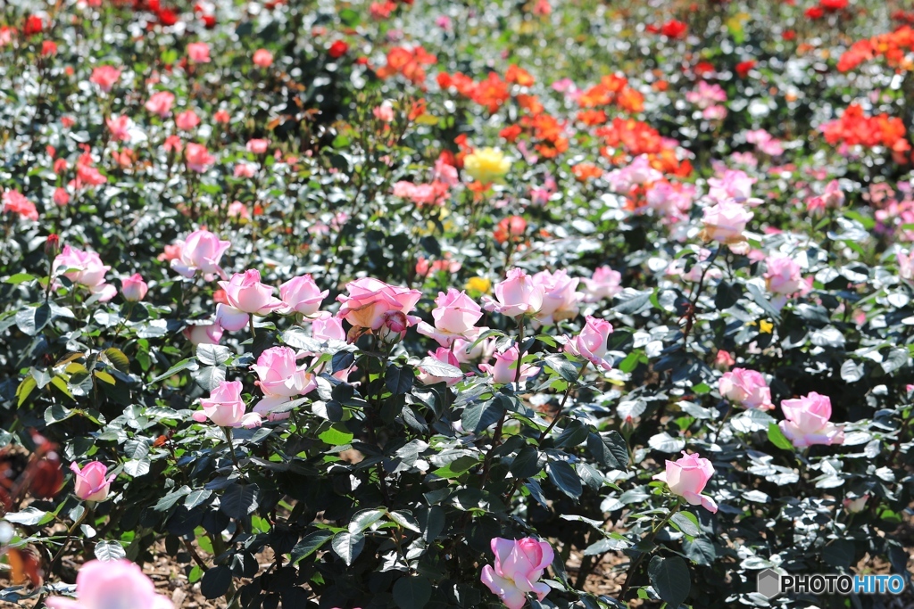 播磨中央公園にて１