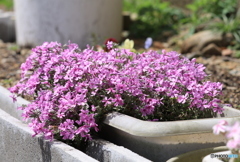 シバザクラ　eos80d試し撮り