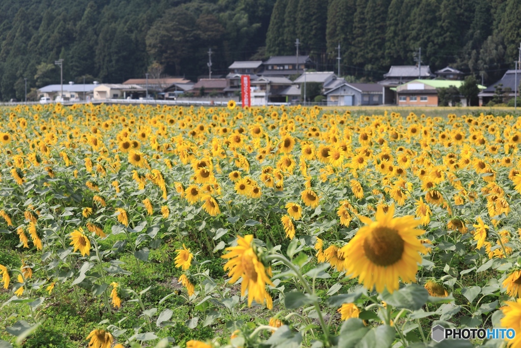 秋咲きのひまわり