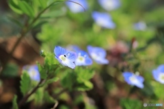 オオイヌノフグリ