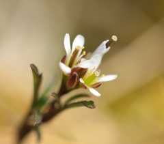 野の花　家の近くで