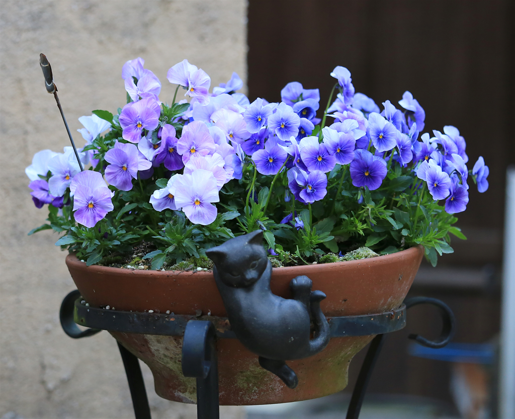 ビオラ　ー庭にてー