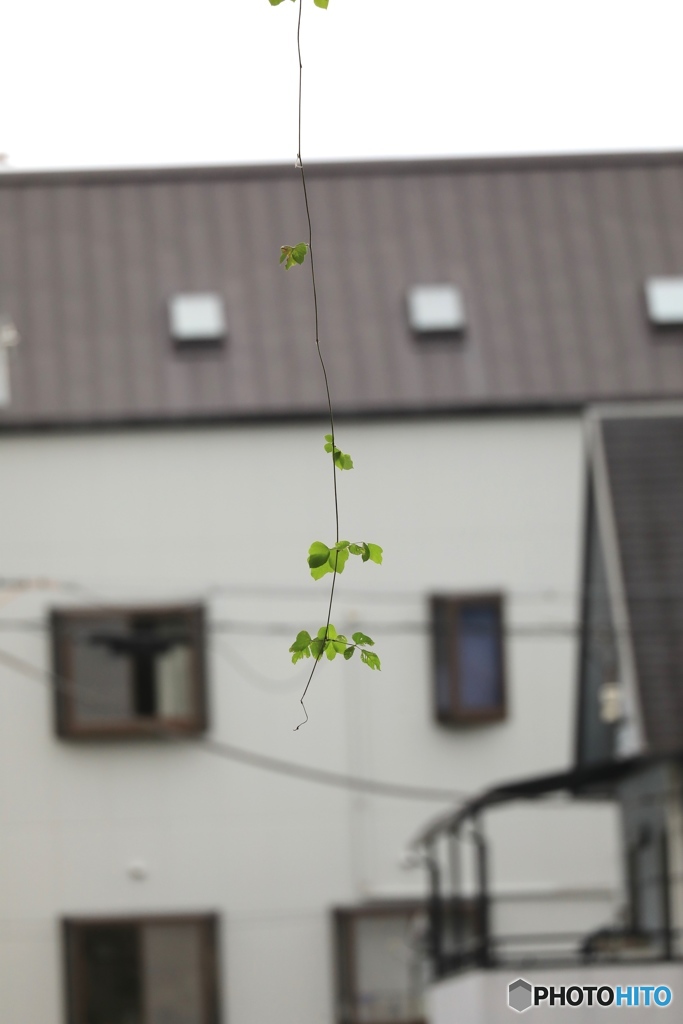 一本　家の近くにて