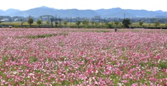ひまわりの丘公園にて３