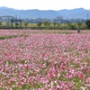 ひまわりの丘公園にて３