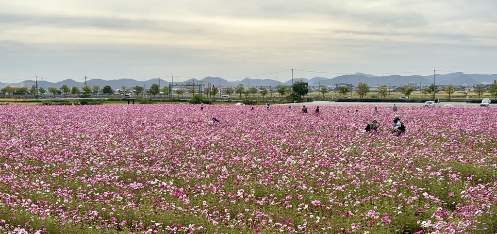 ひまわりの丘公園にて