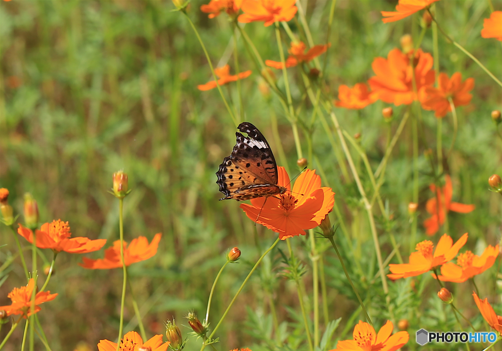 キバナコスモスとチョウ２