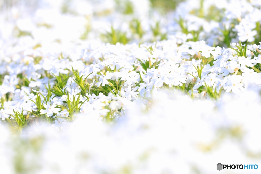 ホワイト芝桜　ヤマサ蒲鉾工場にて