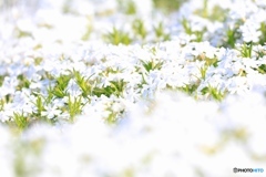 ホワイト芝桜　ヤマサ蒲鉾工場にて