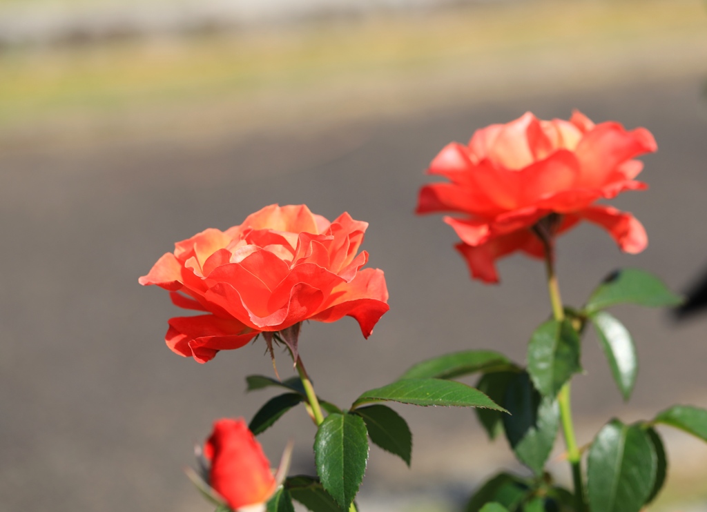 薔薇３　播磨中央公園にて