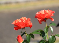 薔薇３　播磨中央公園にて
