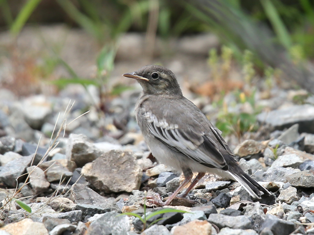 セグロセキレイ　幼鳥2