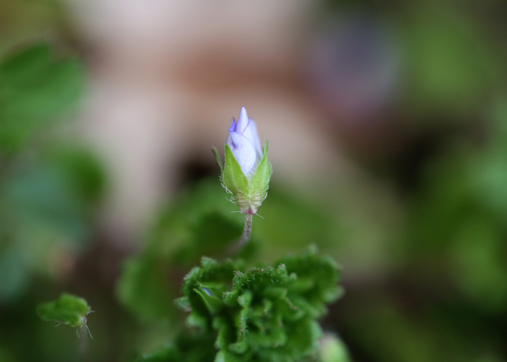 オオイヌノフグリ（夕暮れ時）