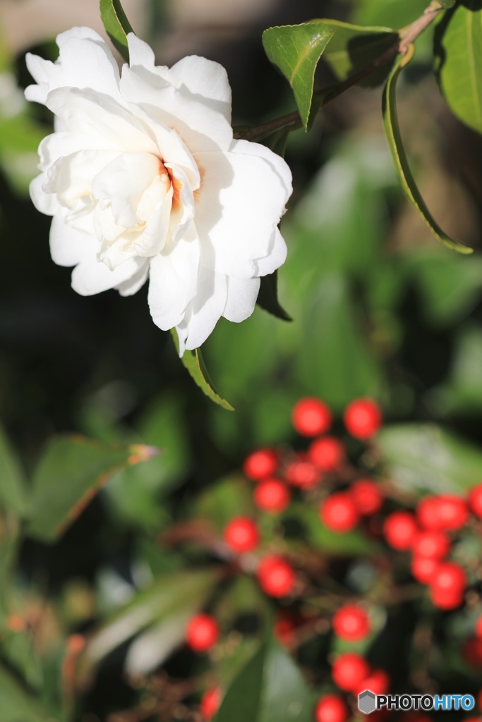 山茶花　ー庭にてー