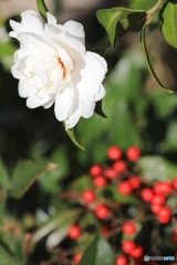 山茶花　ー庭にてー