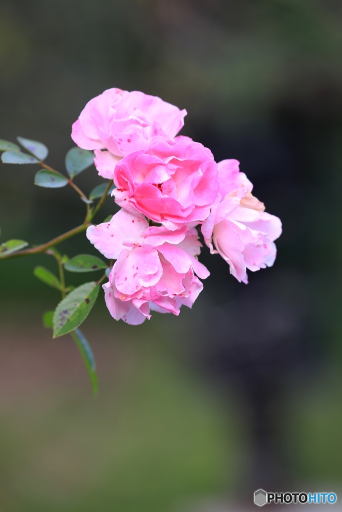秋薔薇２
