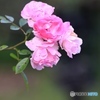 秋薔薇２