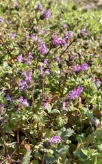 春のきざし　散歩道にて