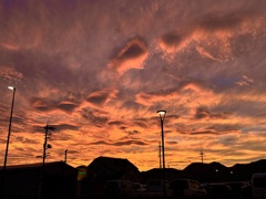 妖艶　散歩道にて