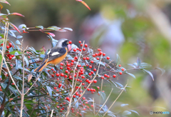あんぐりジョビちゃん