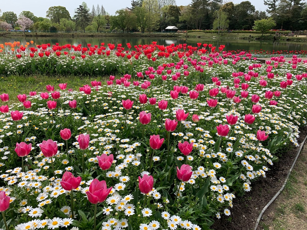 フラワーセンターにて2