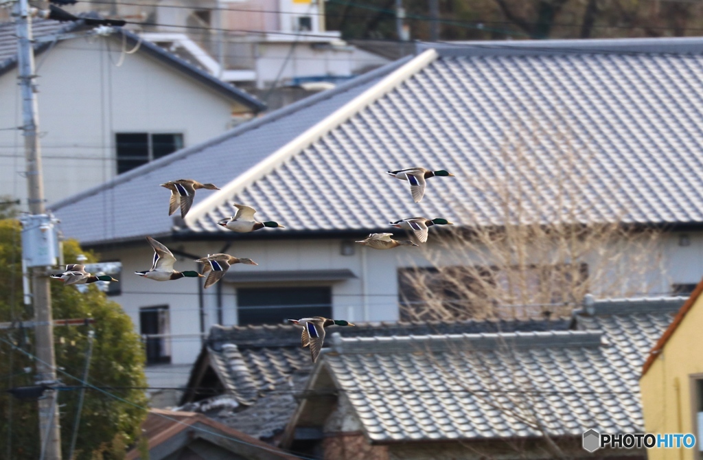 編隊飛行３