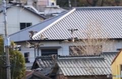編隊飛行３