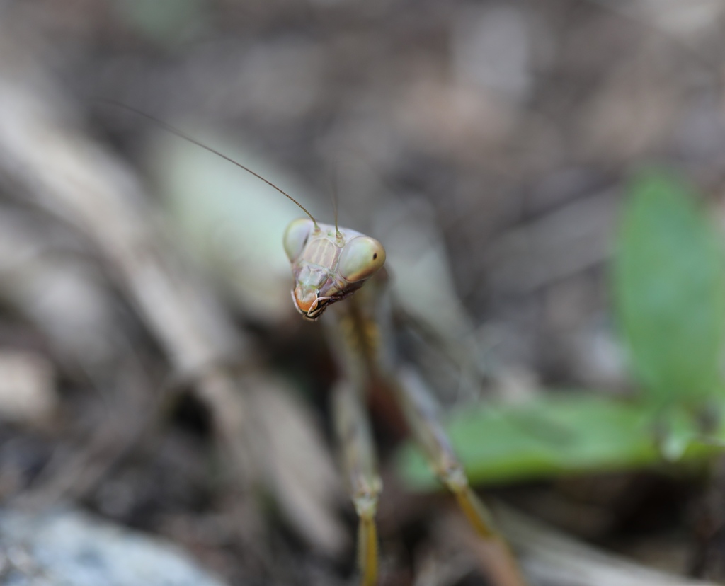 カマキリさん