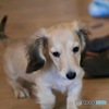 クウちゃん 六