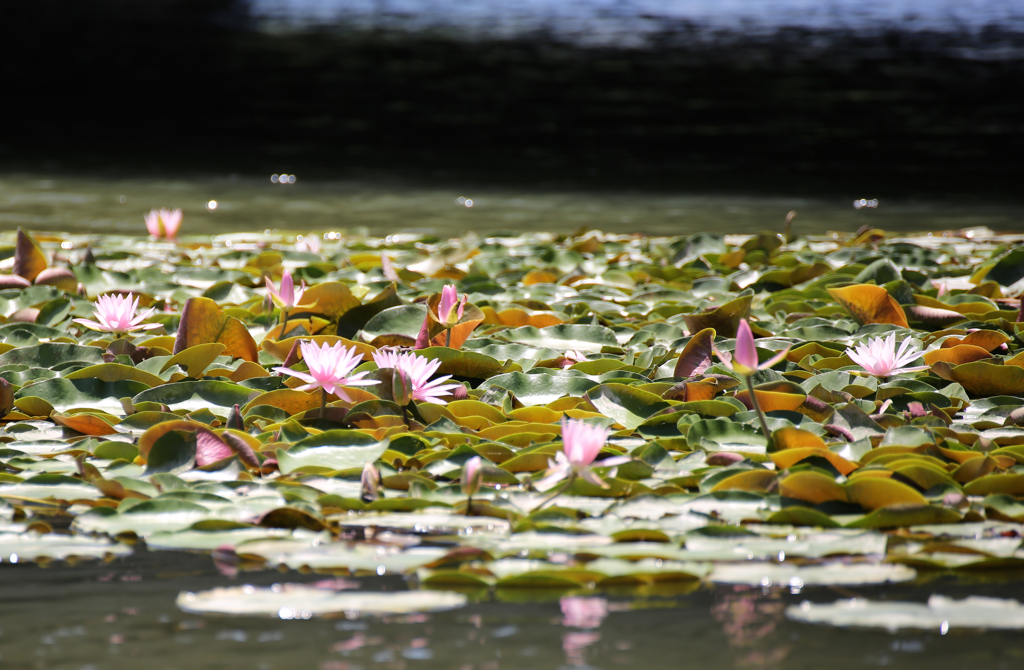 睡蓮
