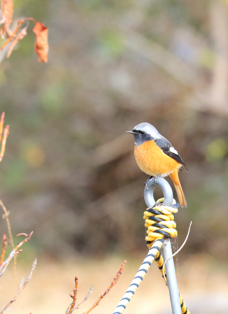 本日のジョビちゃん２