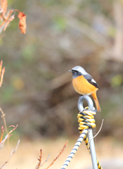 本日のジョビちゃん２