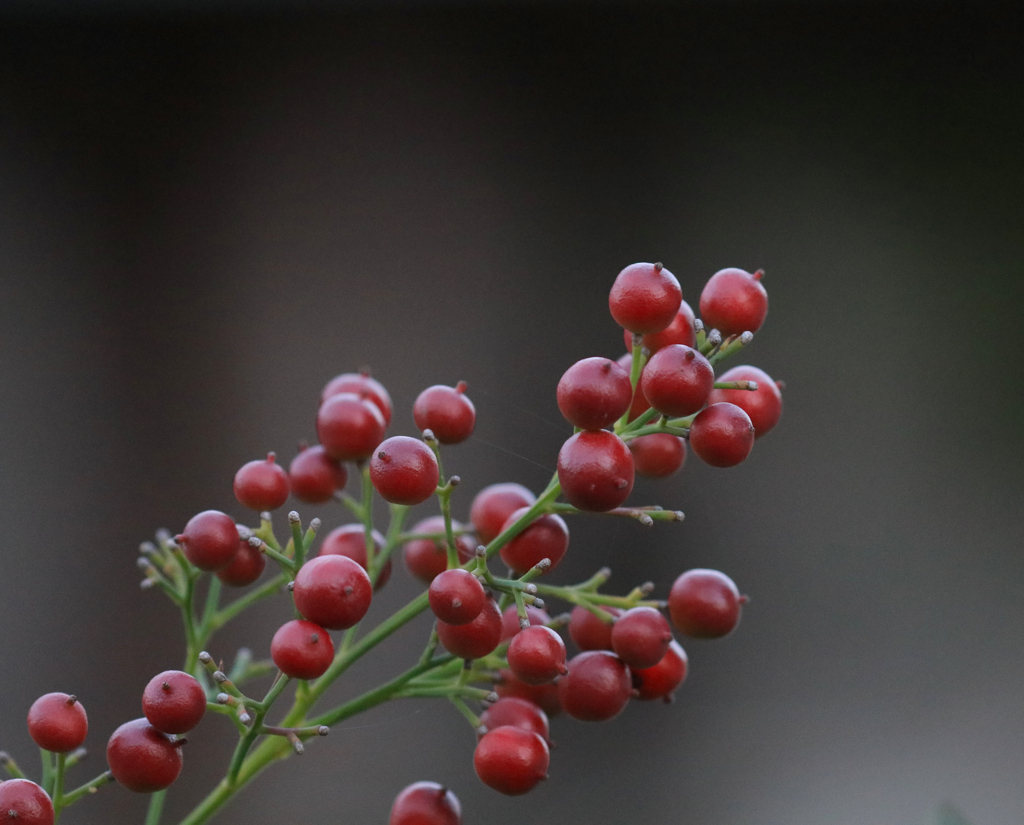 秋色　散歩道にて