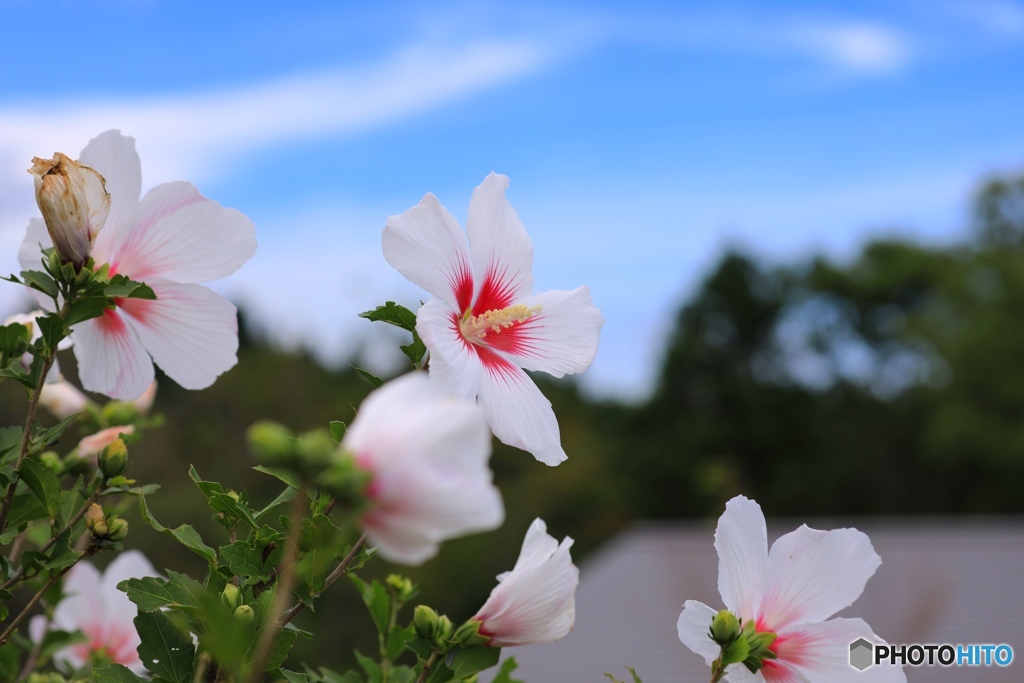 華やかに