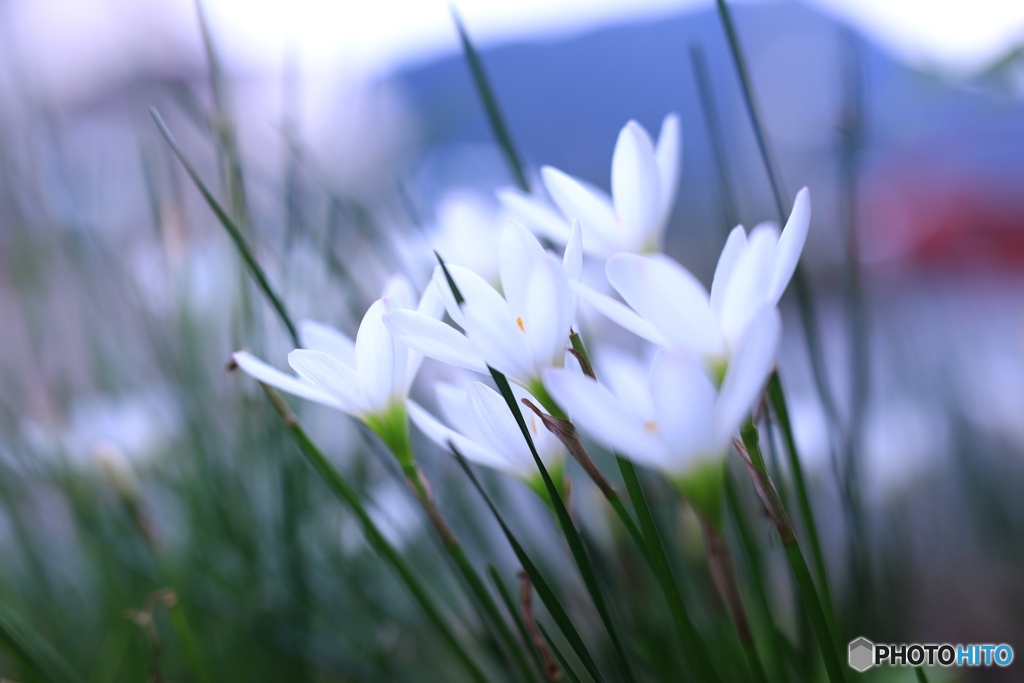 職場の花壇にて