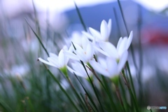 職場の花壇にて