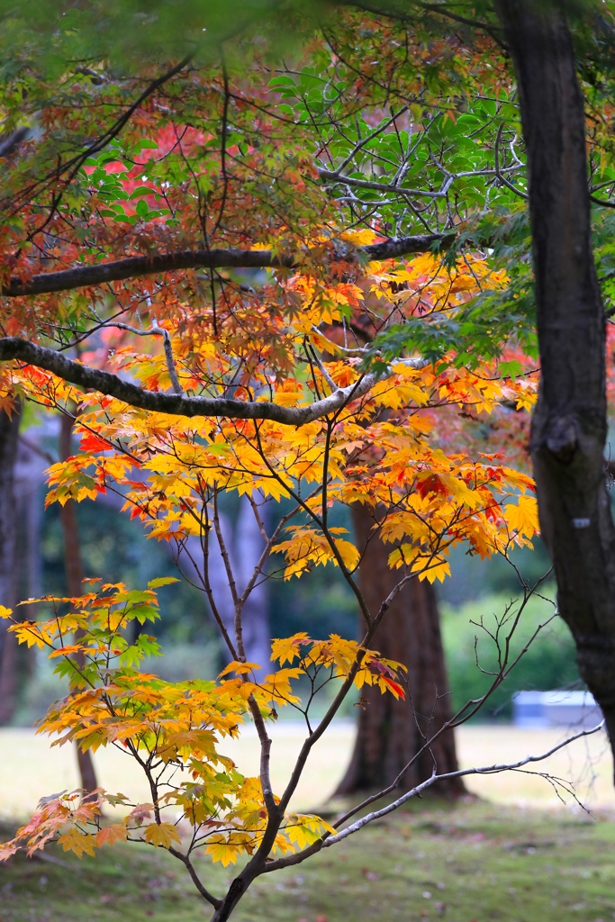 秋色始め２　余暇村公園にて