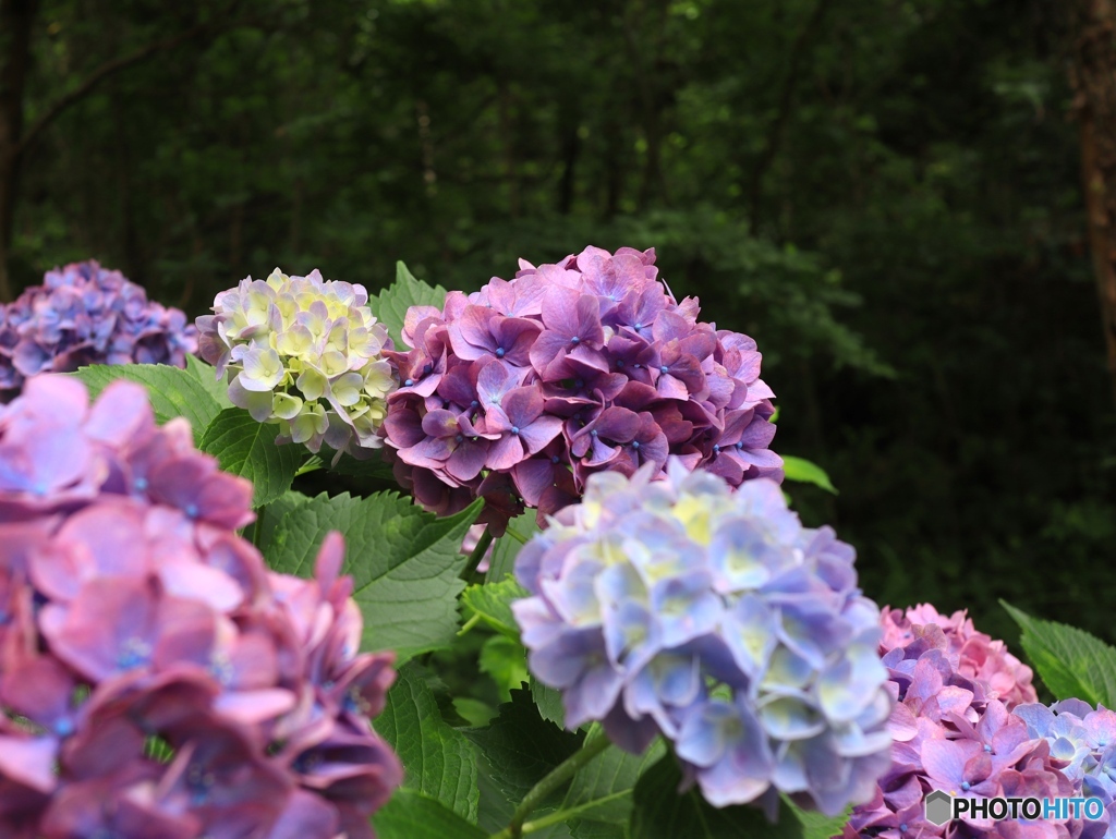 紫陽花１　フラワーセンターにて
