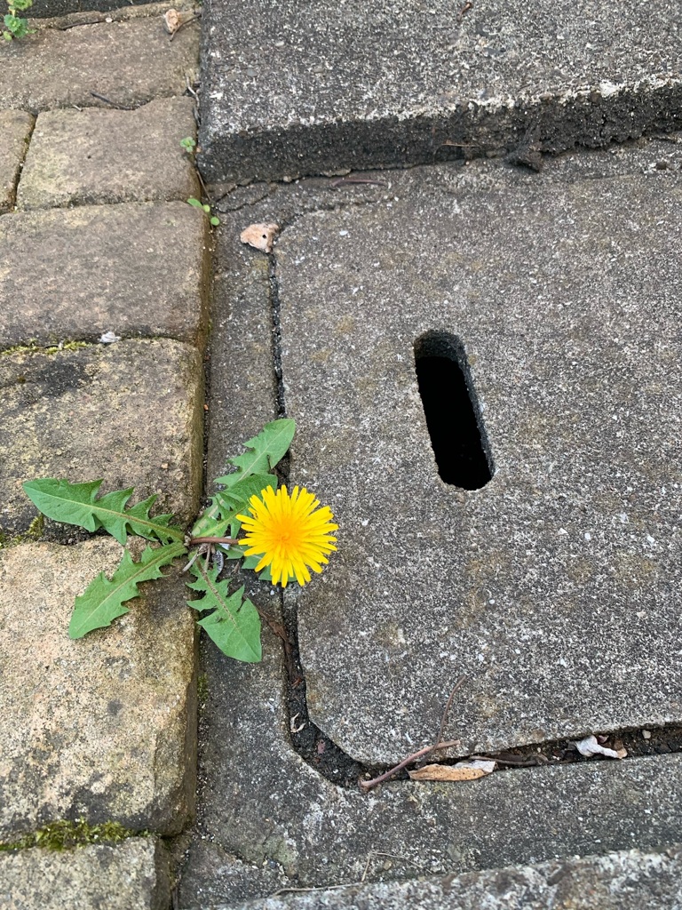 頑張ってるね　　ー庭にてー