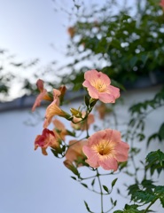 西林寺にて
