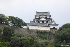 彦根城を望む２