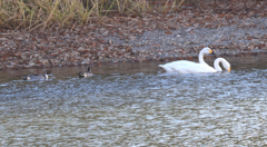 鴨池公園にて
