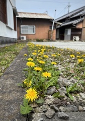 我が家のタンポポ畑(^^;;