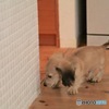 クウちゃん 五