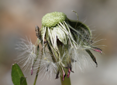 残り毛と虫さん