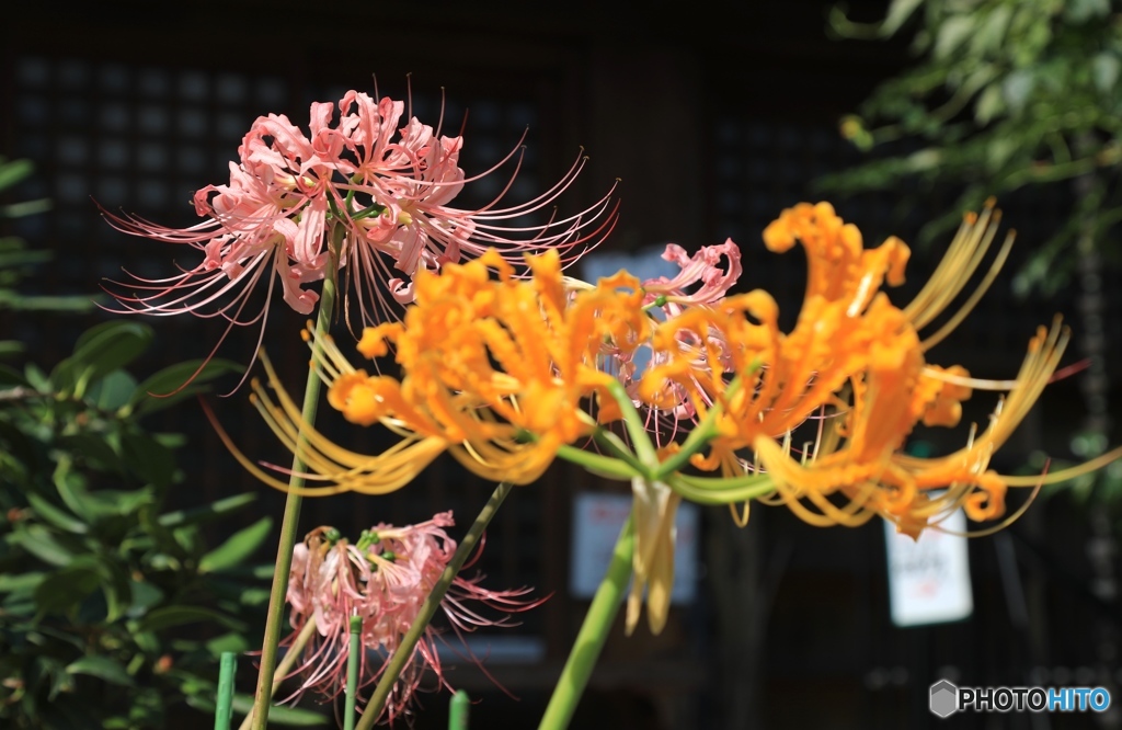 彼岸花（ピンク、キバナ）