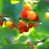 cherry その2